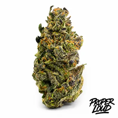 Northern Lights