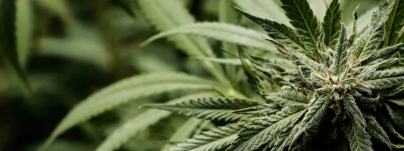 Welcome to Proper Loud: Medical Cannabis Support Across the UK