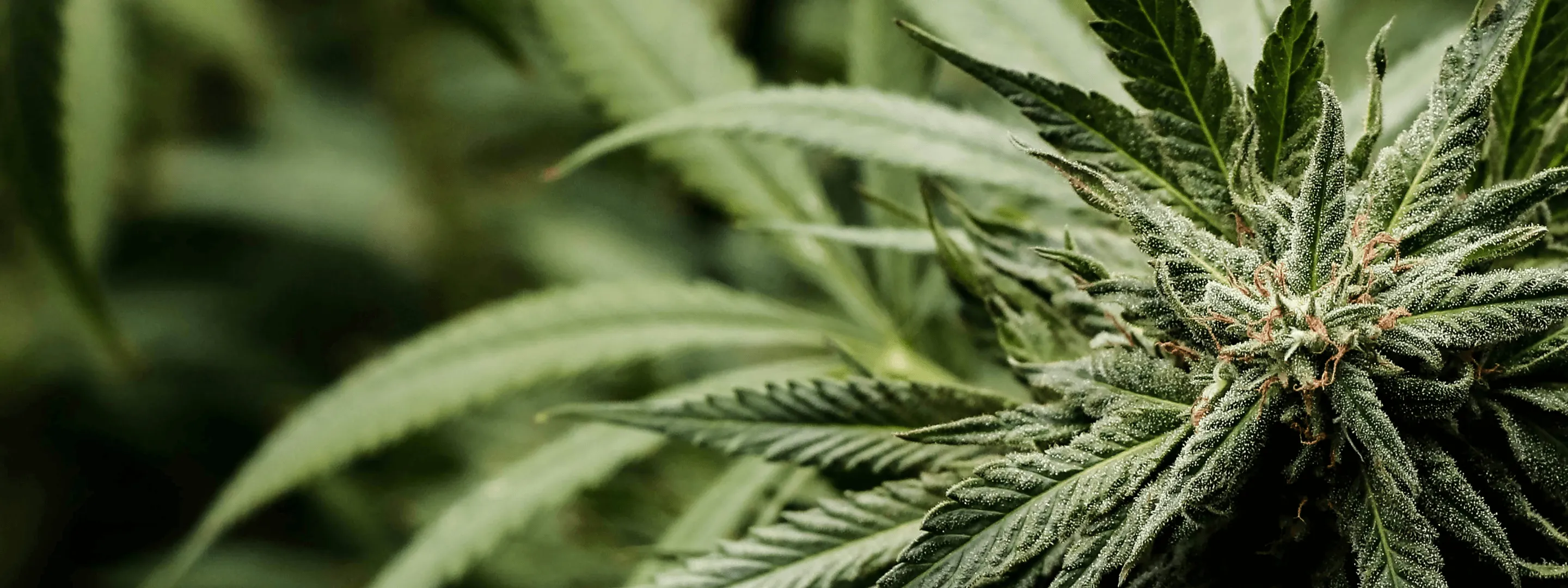Welcome to Proper Loud: Medical Cannabis Support Across the UK